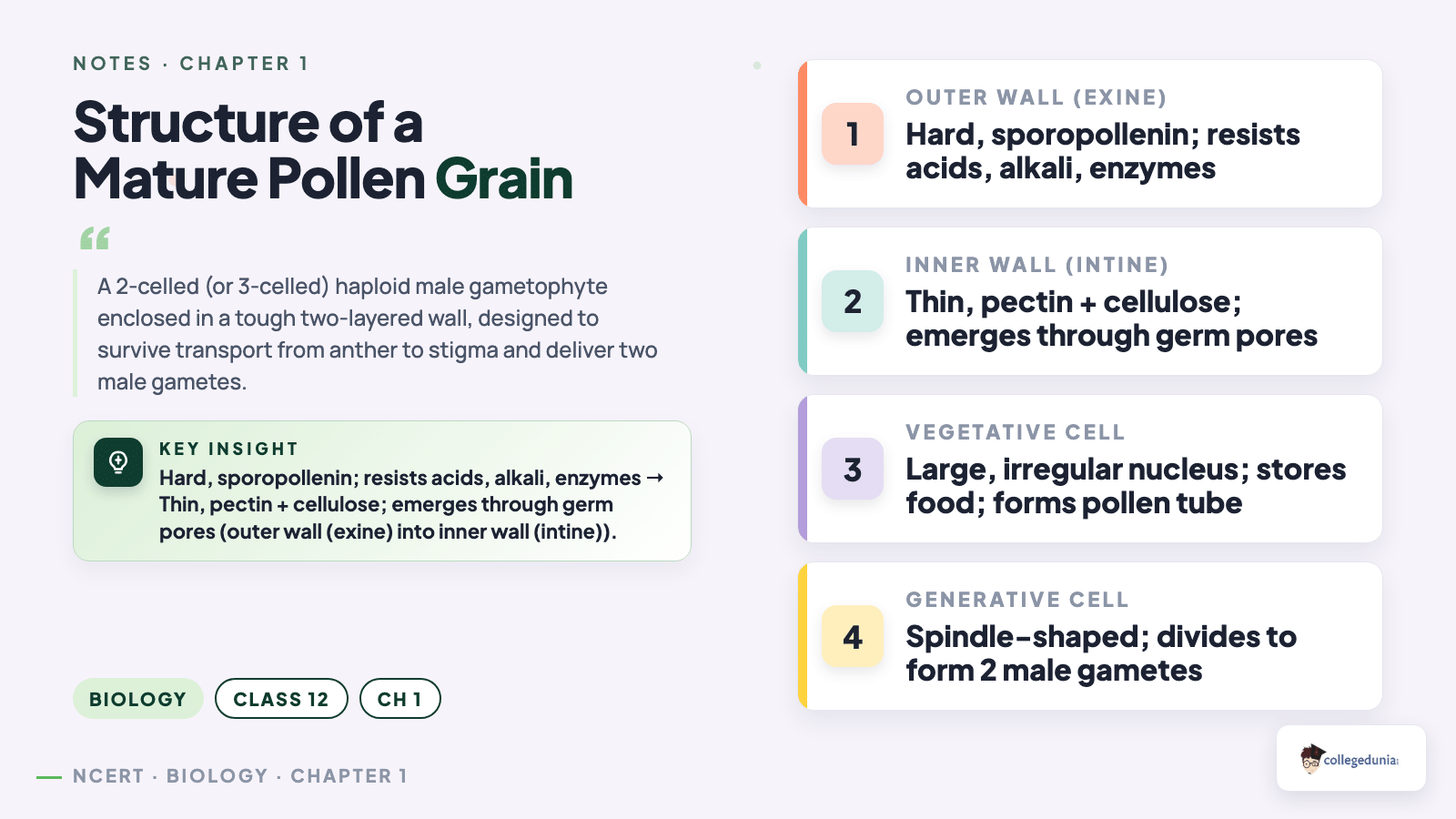 Structure of a mature pollen grain showing exine, intine, vegetative and generative cells