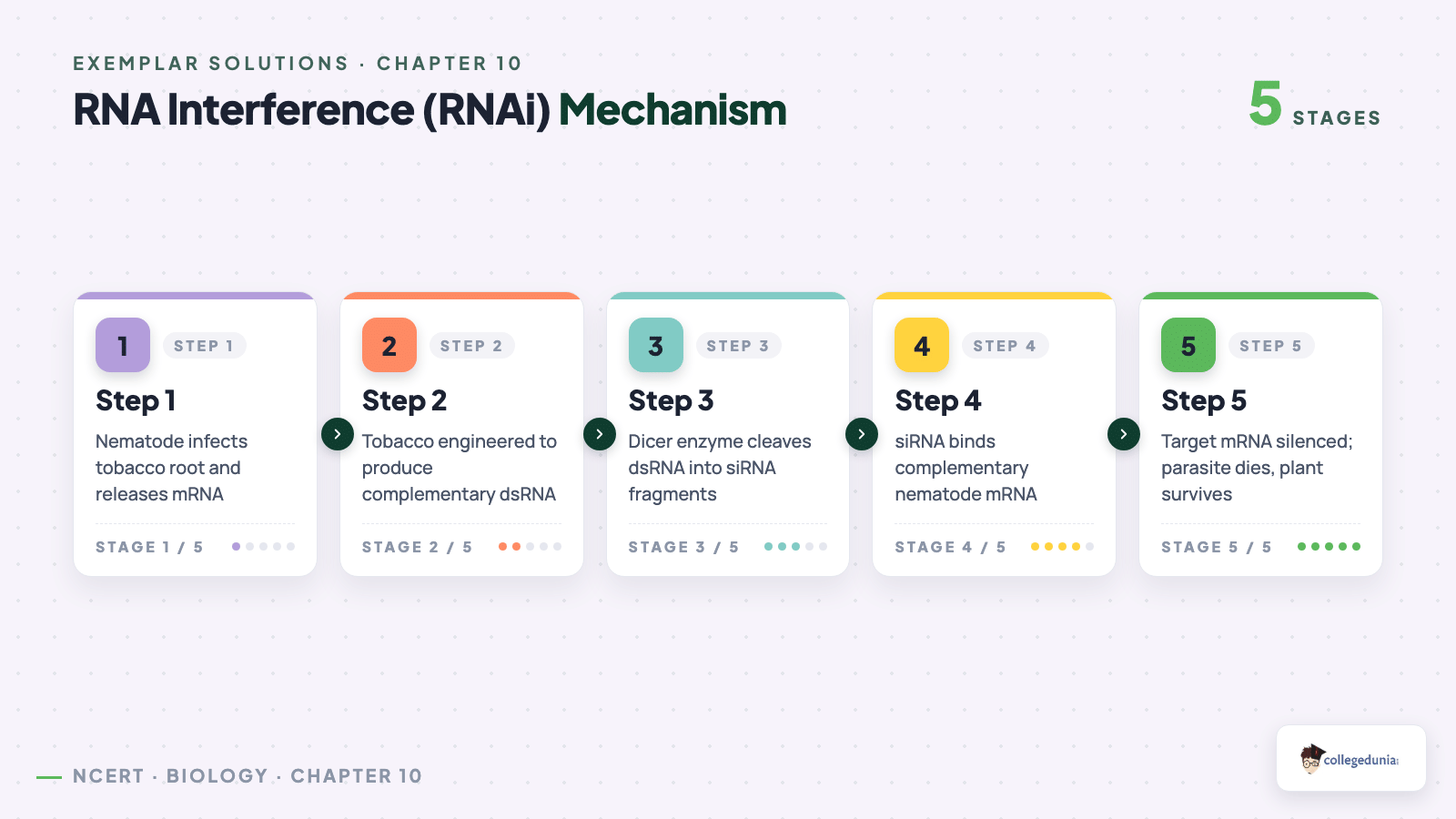 RNA interference mechanism — 5-step process flow