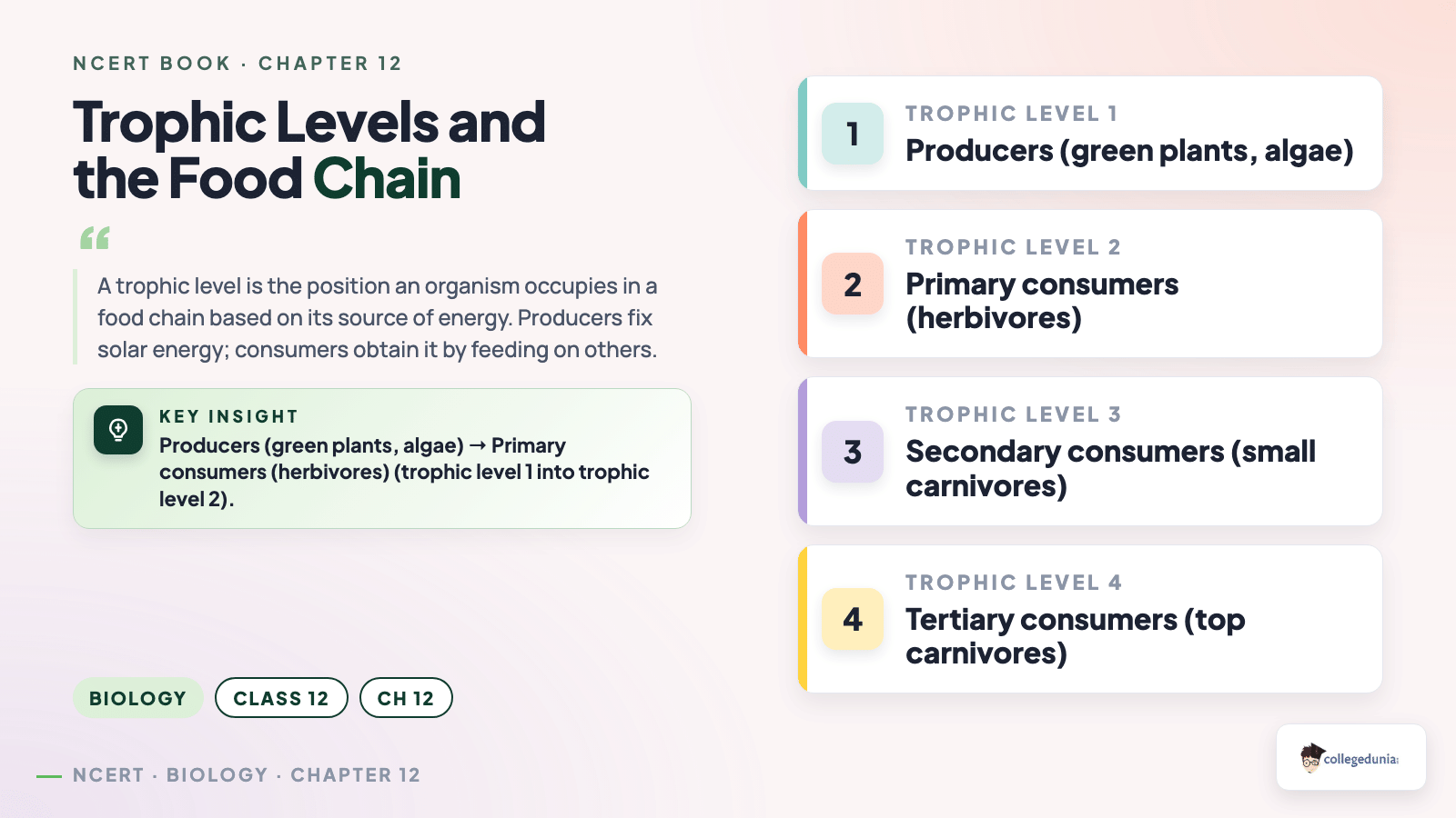 Trophic levels and food chain: producers, primary, secondary and tertiary consumers
