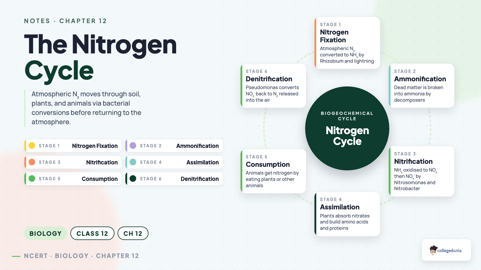 Nitrogen cycle showing fixation, ammonification, nitrification, assimilation and denitrification