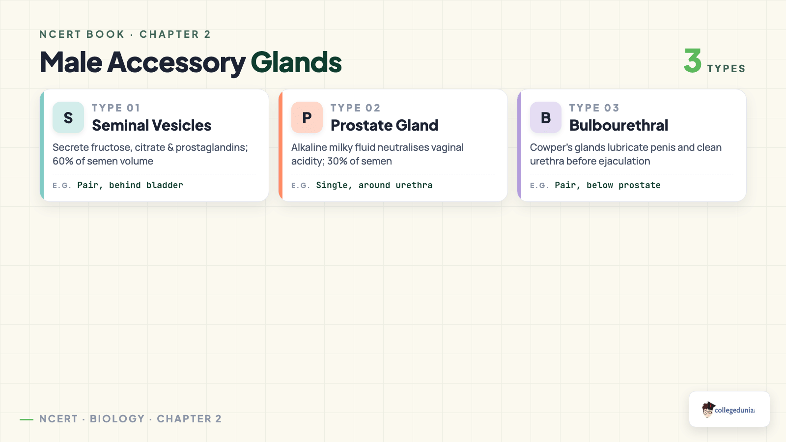 Male accessory glands - seminal vesicles, prostate and bulbourethral glands and their secretions