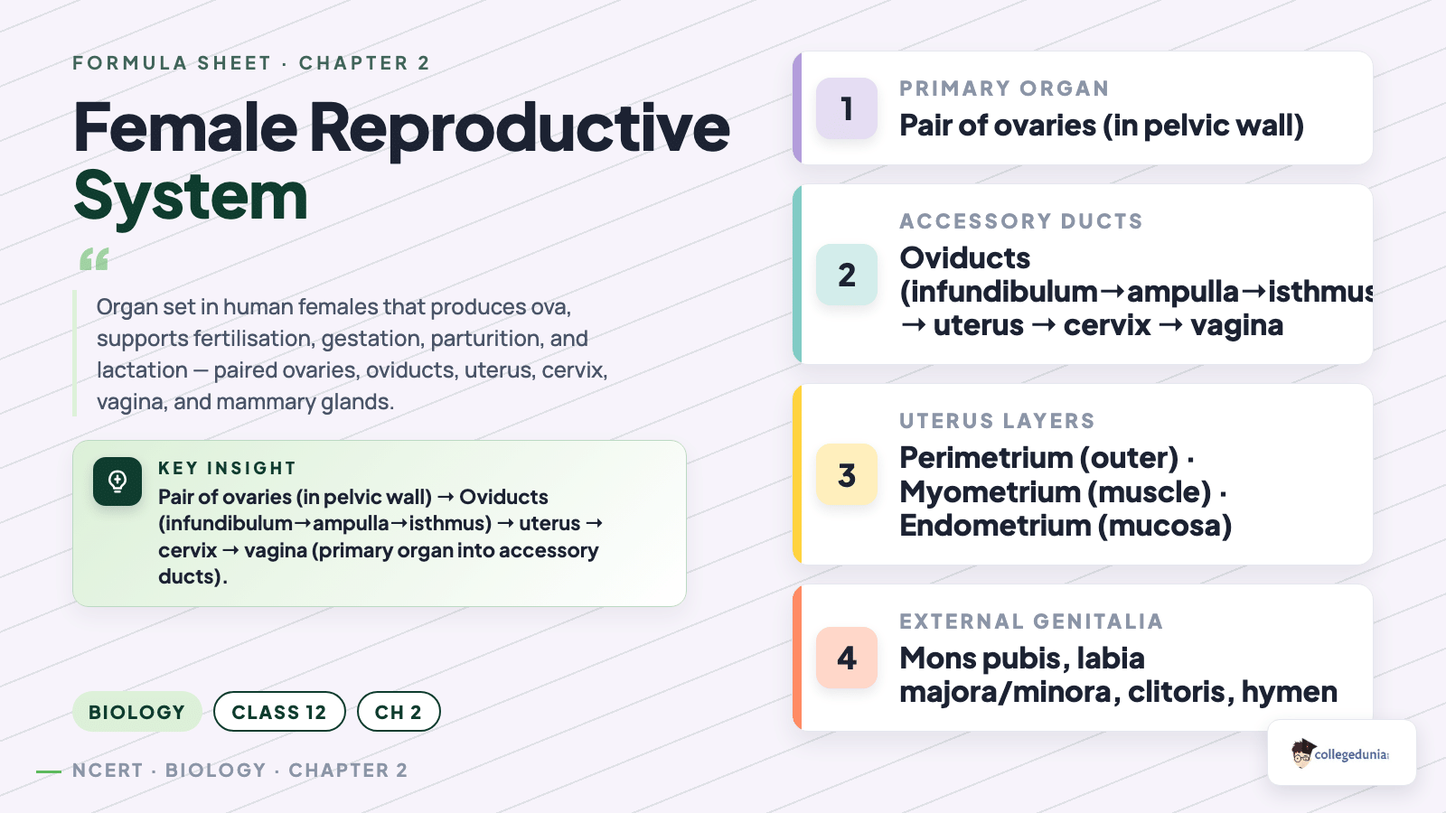 Female reproductive system overview - ovaries, oviducts, uterus, cervix and external genitalia