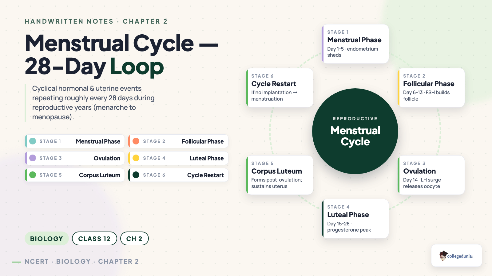 28-day menstrual cycle as a continuous loop - menstrual, follicular, ovulation, luteal phases