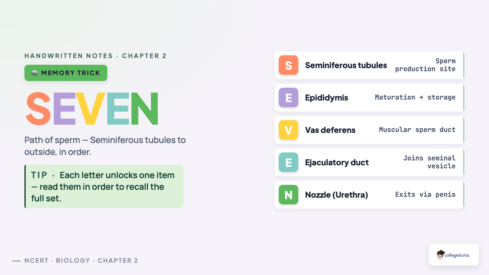 SEVEN mnemonic for path of sperm - seminiferous tubules, epididymis, vas deferens, ejaculatory duct and urethra
