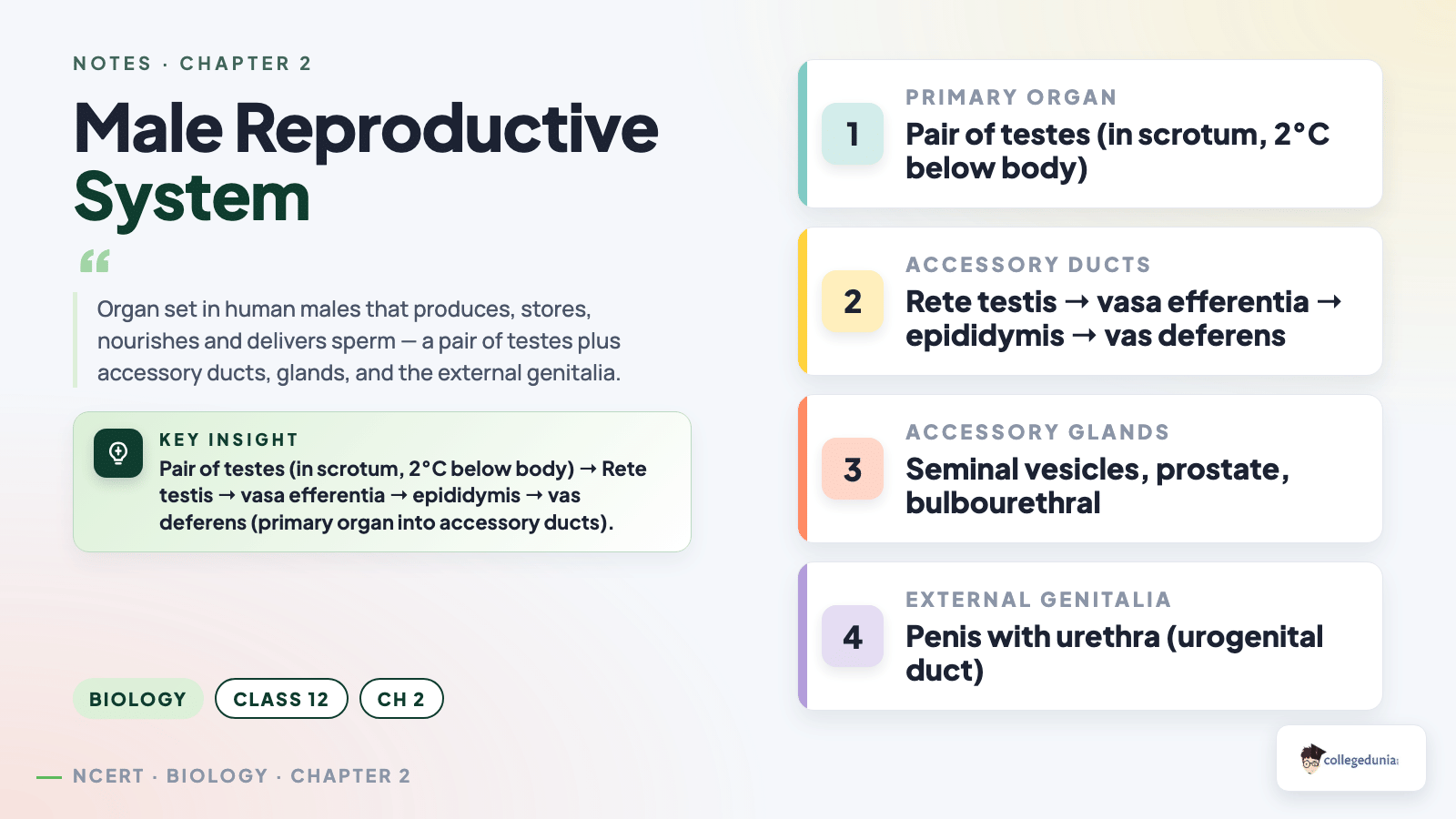 Male reproductive system overview - testes, accessory ducts, glands and external genitalia