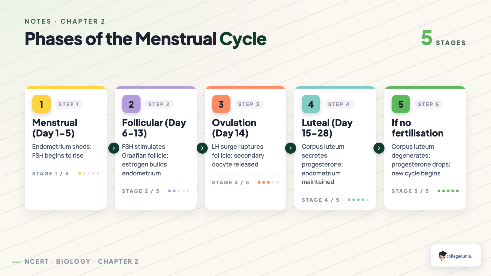 Four phases of the human menstrual cycle - menstrual, follicular, ovulation and luteal