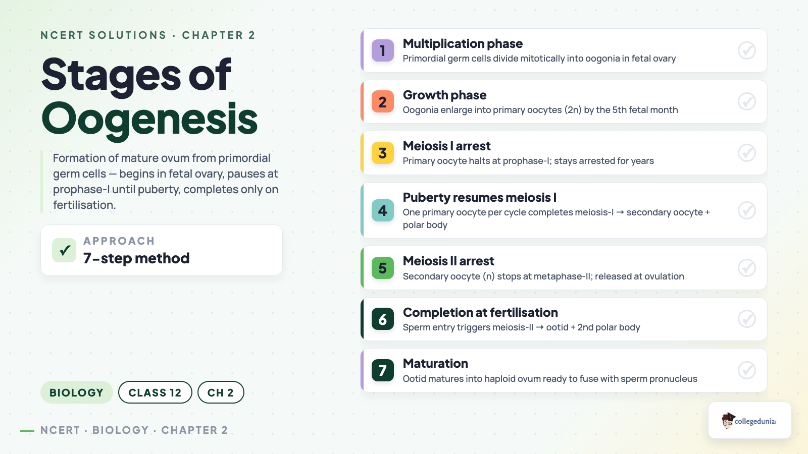 Stages of oogenesis - step-by-step process from oogonium to mature ovum in human female