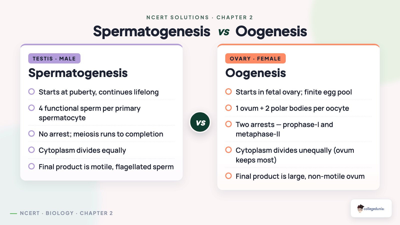 Spermatogenesis vs Oogenesis - side-by-side comparison of male and female gametogenesis