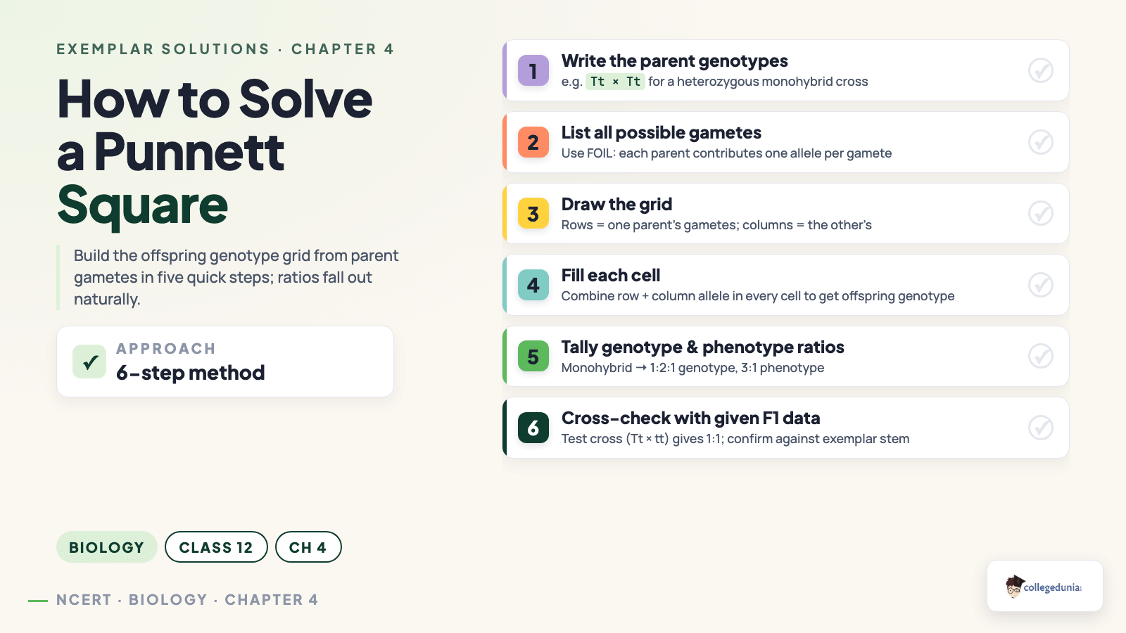 How to solve a Punnett square in six steps - parent genotypes, gametes, grid, fill, tally ratios, cross-check