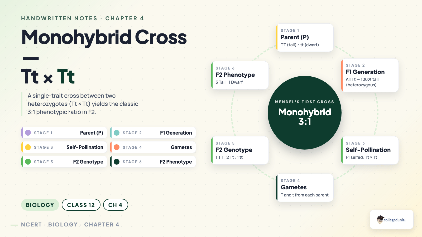 Monohybrid Cross Cycle Tt x Tt - Class 12 Biology Chapter 4