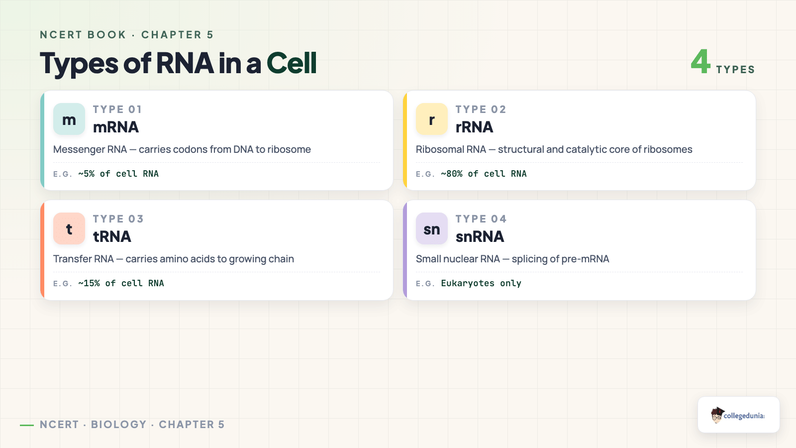 Types of RNA in a cell mRNA rRNA tRNA snRNA with functions and abundance