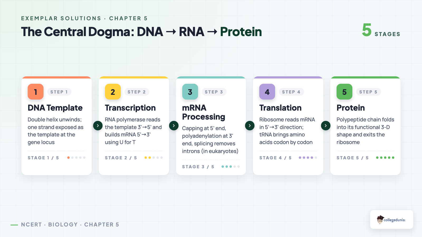 Central dogma flow - DNA template, transcription to mRNA, mRNA processing, translation at the ribosome, folded protein