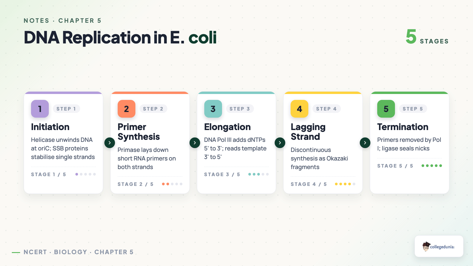 DNA replication process flow in E coli initiation primer elongation lagging strand termination