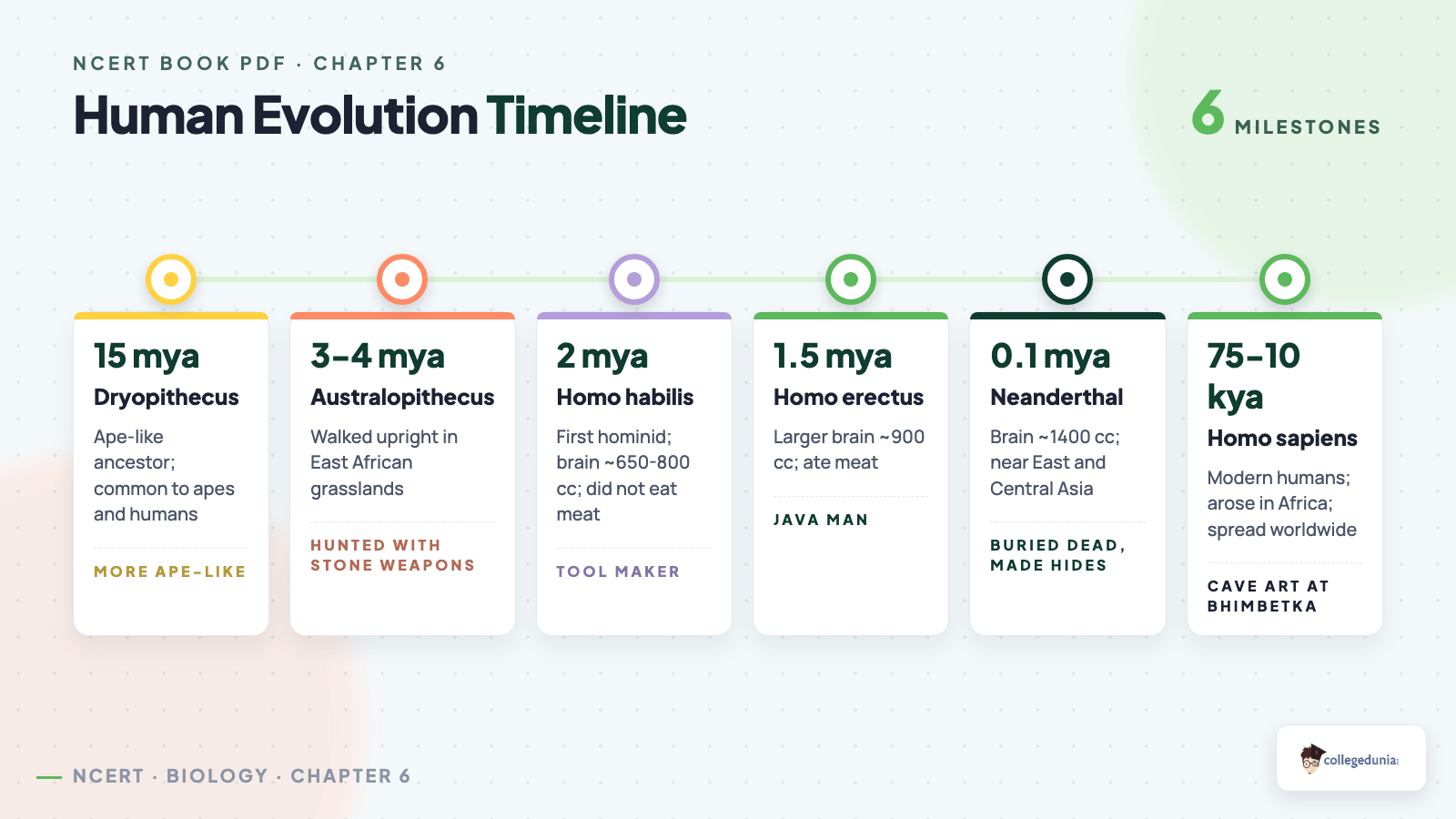 Human evolution timeline from Dryopithecus to Homo sapiens for NCERT Class 12 Biology