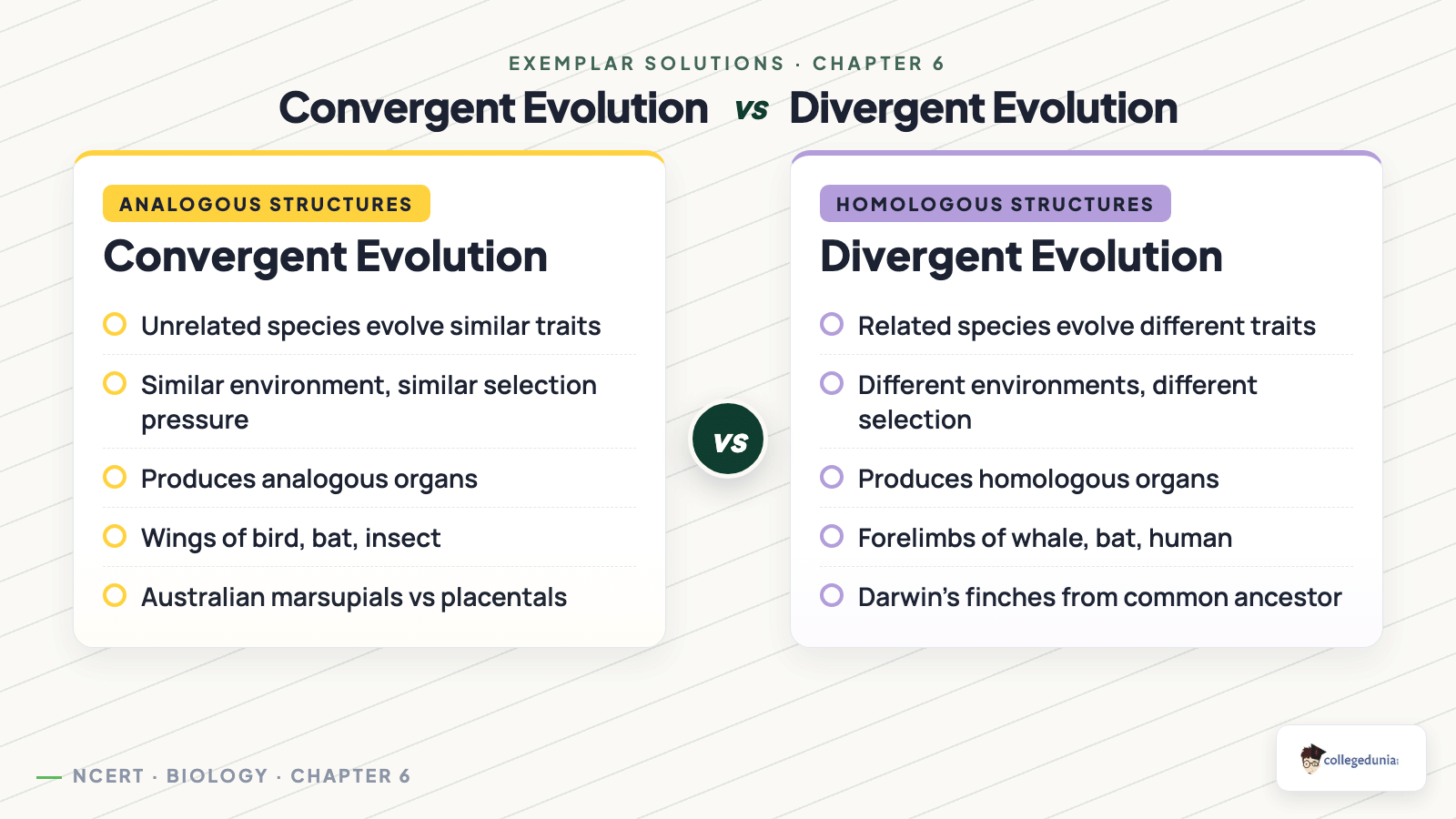 Convergent vs divergent evolution comparison for NCERT Exemplar Class 12 Biology Evolution
