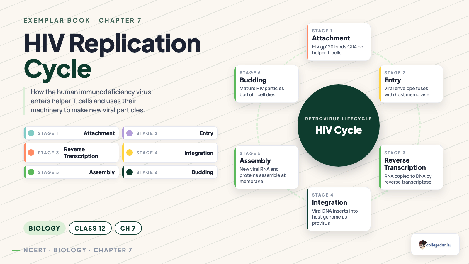 HIV replication cycle diagram for Class 12 Biology Chapter 7