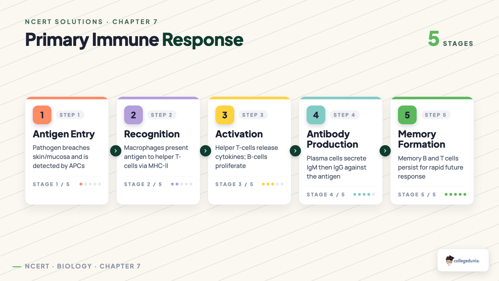 Primary immune response steps for Class 12 Biology Chapter 7