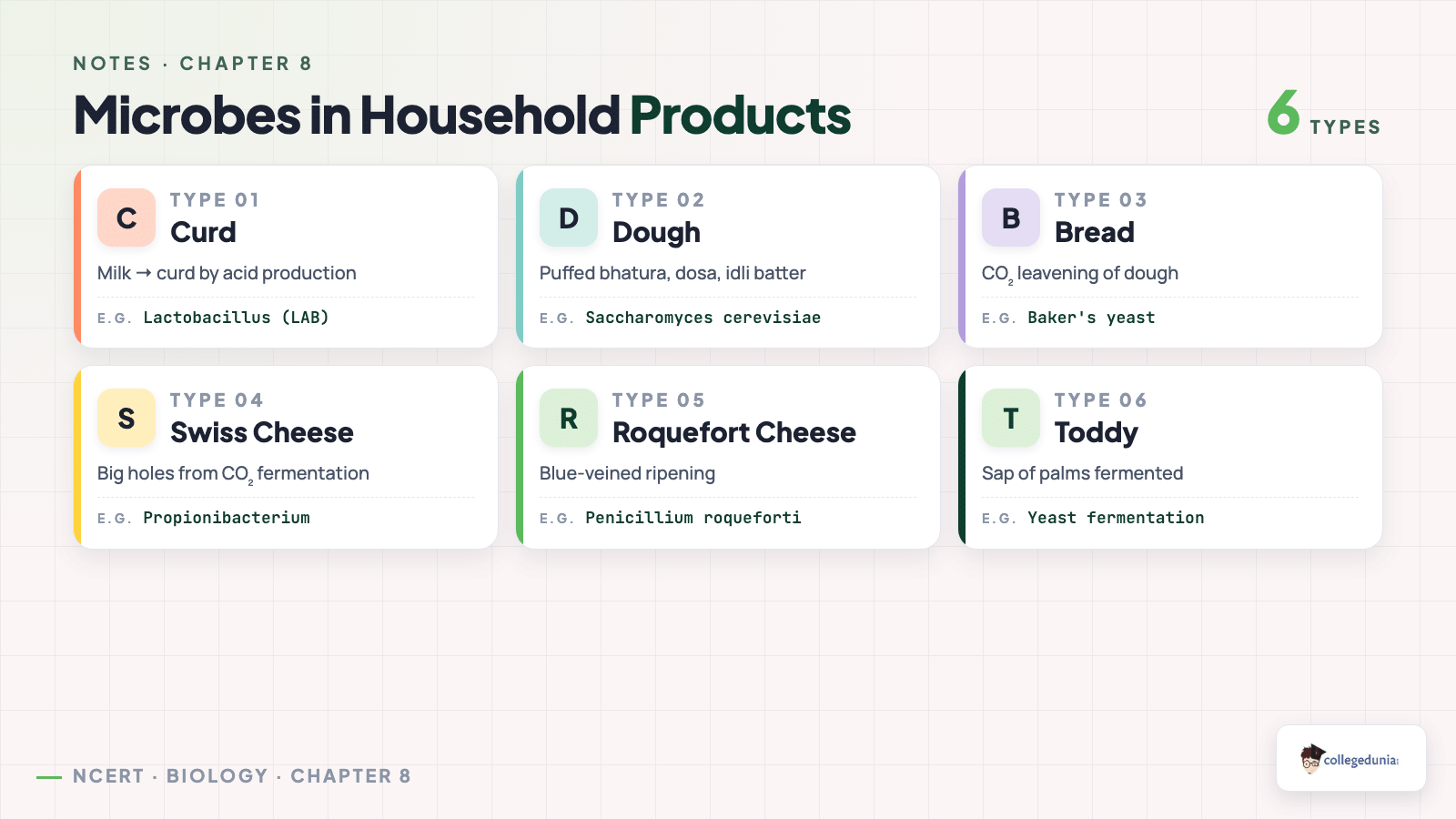 Microbes in Household Products — Class 12 Biology Chapter 8 Microbes in Human Welfare