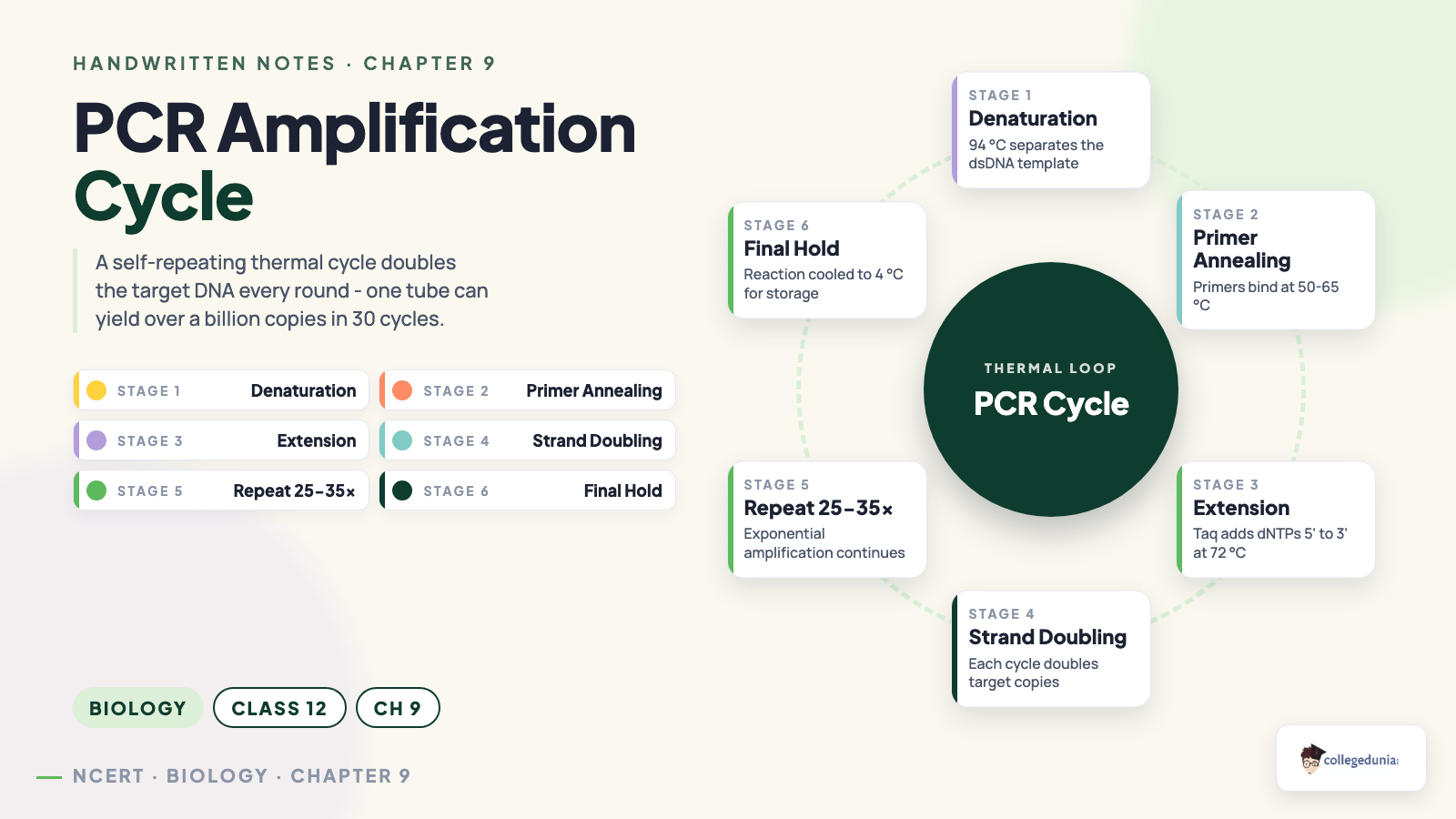 PCR Amplification Cycle - Class 12 Biology Chapter 9