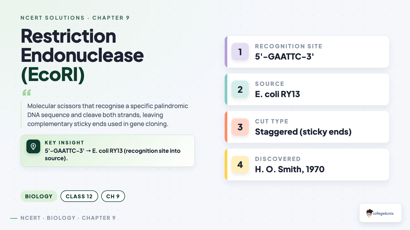Restriction Endonuclease EcoRI - Class 12 Biology Chapter 9