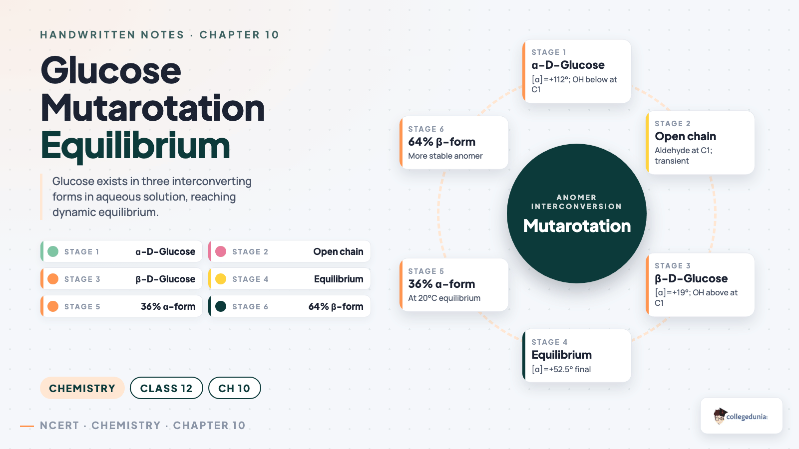 Glucose Mutarotation Equilibrium Cycle - Class 12 Chemistry Biomolecules
