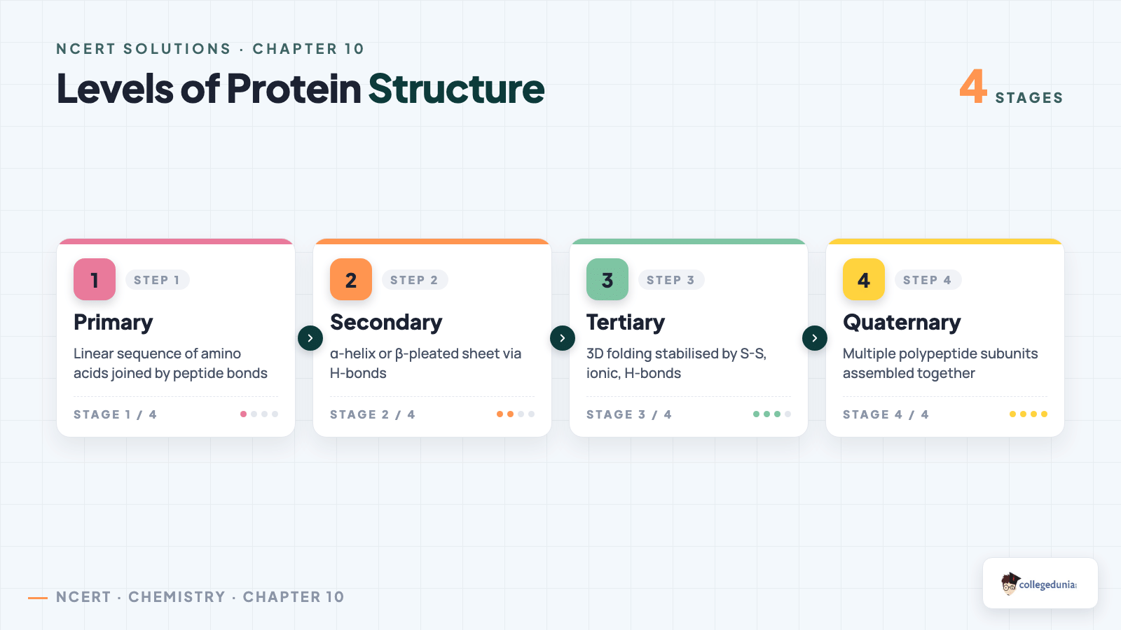 Levels of Protein Structure - Class 12 Chemistry Biomolecules