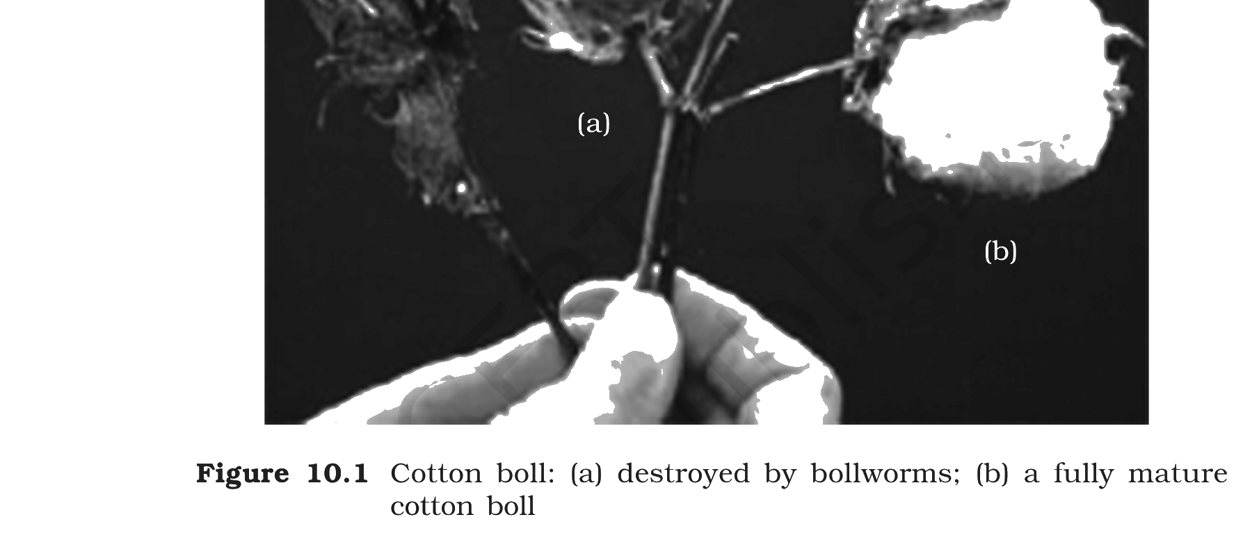Fig.&nbsp;10.1, NCERT Class 12 Biology, Chapter 10  - Cotton boll: (a) destroyed by bollworms; (b) a fully mature cotton boll.