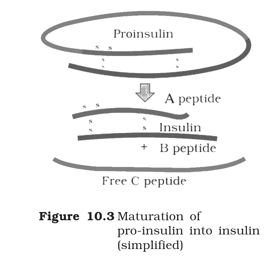 Fig.&nbsp;10.3, NCERT Class 12 Biology, Chapter 10  - Maturation of pro-insulin into insulin (simplified). In nature, pro-insulin is cleaved to release the C-peptide, leaving A- and B-chains joined by disulfide bridges.