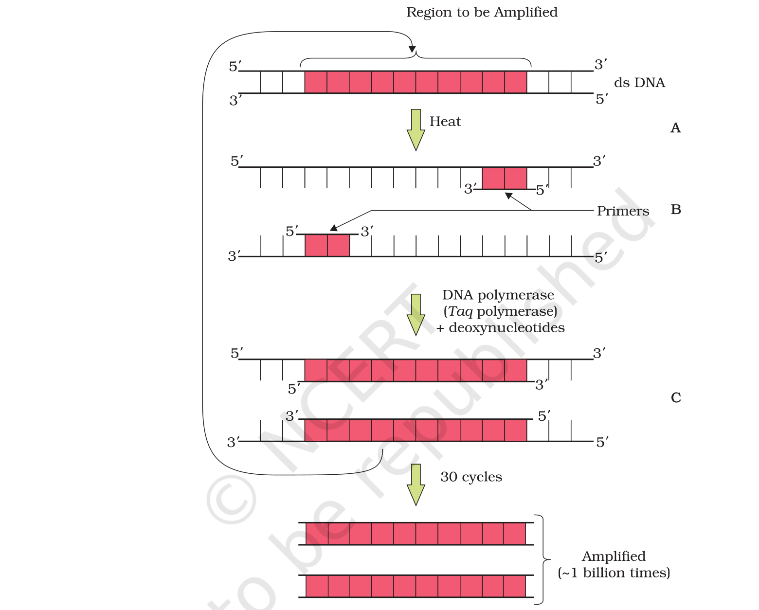 Fig. 11.1, NCERT Exemplar Class 12 Biology, Chapter 11 (Biotechnology: Principles and Processes).