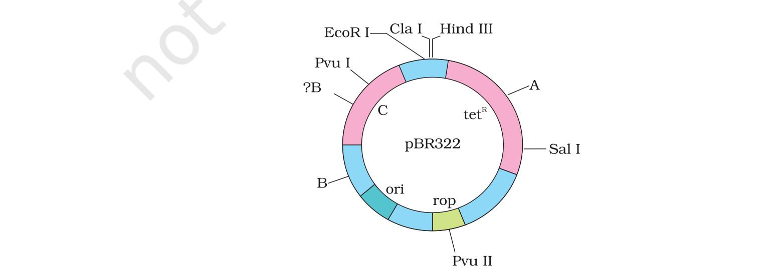 Fig. 11.2 (pBR322 plasmid), NCERT Exemplar Class 12 Biology, Chapter 11.