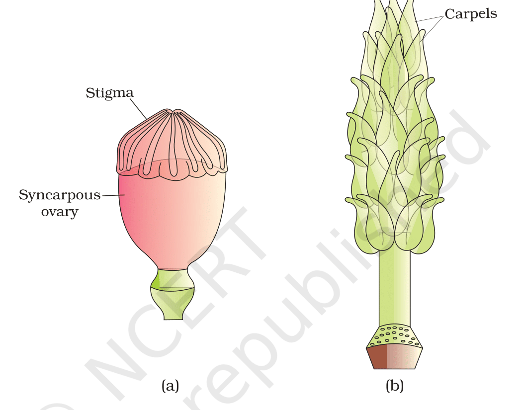 Fig.&nbsp;2.5, NCERT Exemplar Class 12 Biology, Chapter on Sexual Reproduction in Flowering Plants.