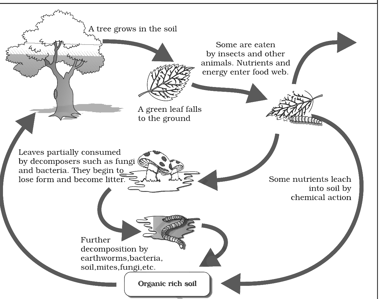 Fig. 12.1: Decomposition cycle in a terrestrial ecosystem. Source: NCERT Class 12 Biology, Chapter 12 (Ecosystem).