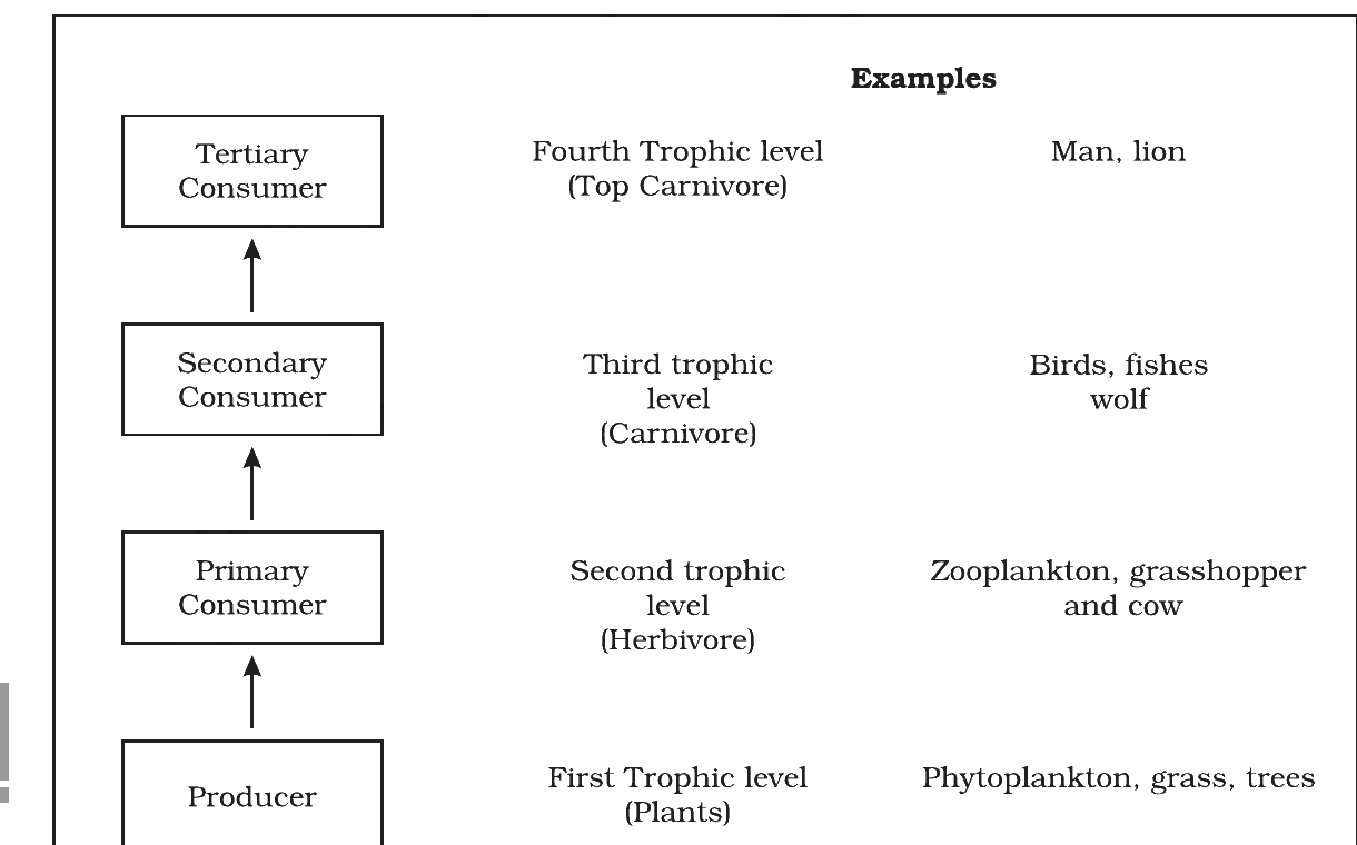 Fig. 12.2: Diagrammatic representation of trophic levels in an ecosystem. Source: NCERT Class 12 Biology, Chapter 12 (Ecosystem).