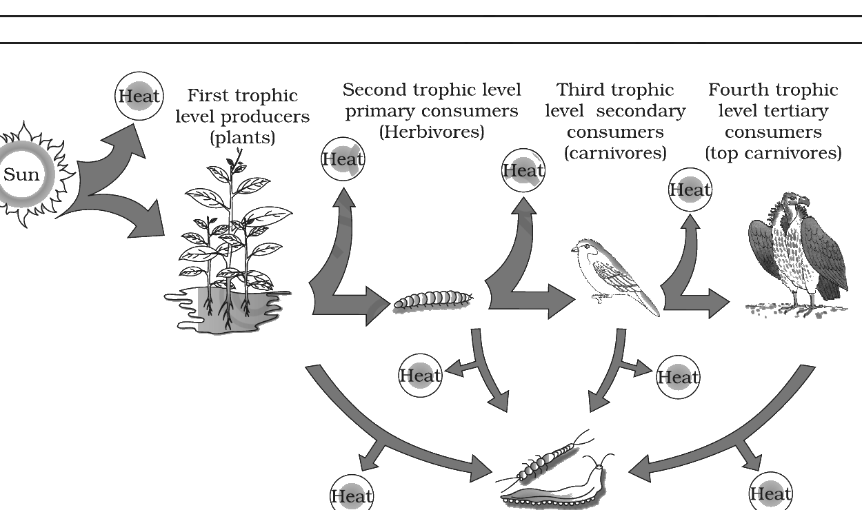 Fig. 12.3: Energy flow through different trophic levels; ``Heat'' bubbles indicate energy lost at every step. Source: NCERT Class 12 Biology, Chapter 12 (Ecosystem).