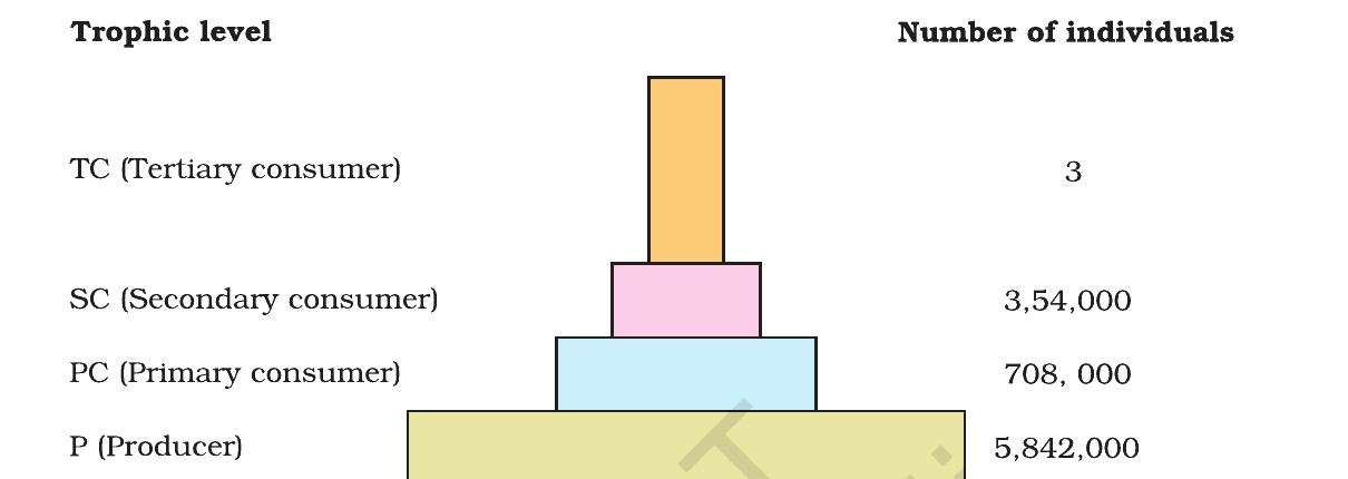 Fig. 12.4(a): Pyramid of numbers in a grassland ecosystem; only three top-carnivores are supported by ∼ 6 million producer plants. Source: NCERT Class 12 Biology, Chapter 12 (Ecosystem).