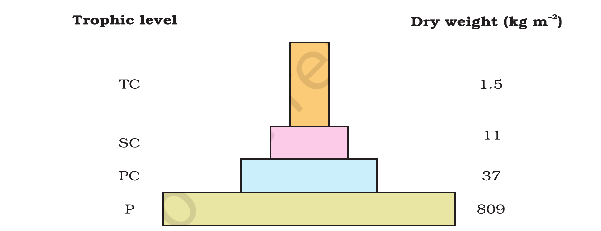 Fig. 12.4(b): Pyramid of biomass shows a sharp decrease in biomass at higher trophic levels (kg m-2). Source: NCERT Class 12 Biology, Chapter 12 (Ecosystem).
