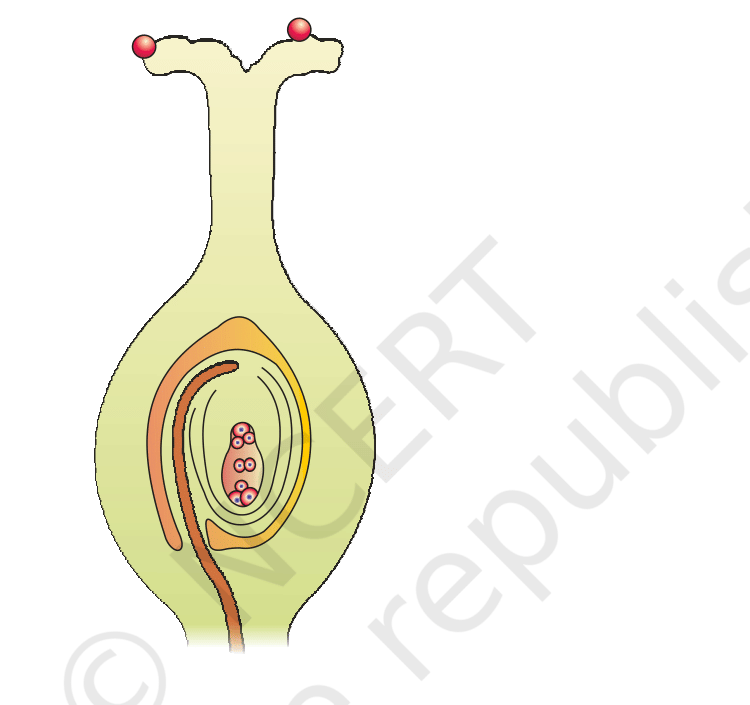 Fig.&nbsp;2.4, NCERT Exemplar Class 12 Biology, Chapter on Sexual Reproduction in Flowering Plants.