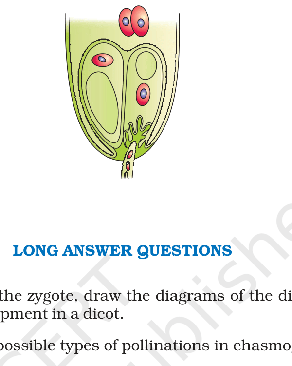 Fig.&nbsp;2.7, NCERT Exemplar Class 12 Biology, Chapter on Sexual Reproduction in Flowering Plants.