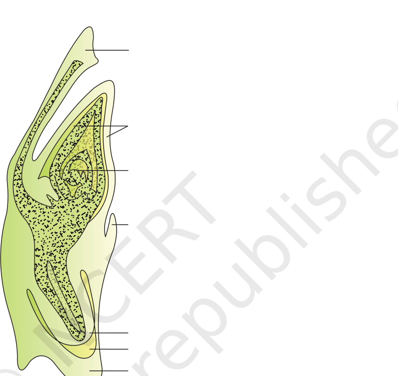 Fig.&nbsp;2.6, NCERT Exemplar Class 12 Biology, Chapter on Sexual Reproduction in Flowering Plants.