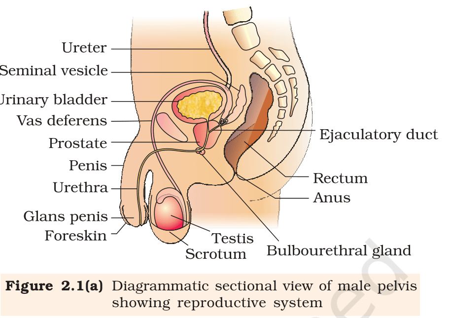 Fig.&nbsp;2.1(a) Diagrammatic sectional view of male pelvis showing the reproductive system. NCERT Class 12 Biology, Chapter 2.