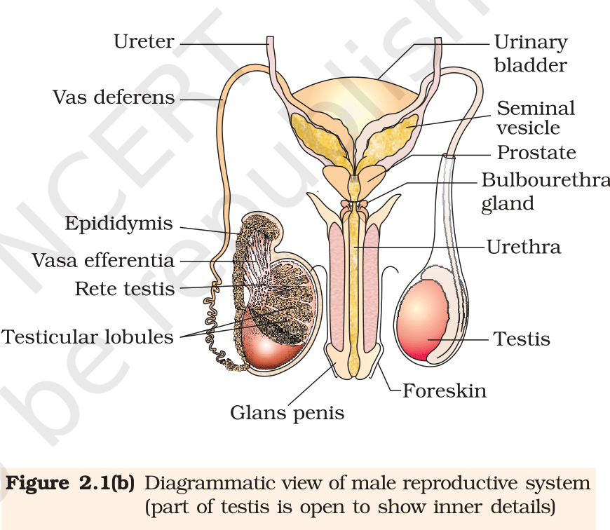 Fig.&nbsp;2.1(b) Diagrammatic view of the male reproductive system (part of testis is open to show inner details). NCERT Class 12 Biology, Chapter 2.