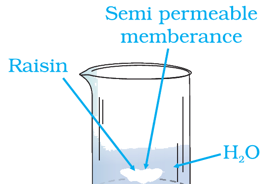 Fig. 2.3 (NCERT Exemplar): osmosis of water into raisin.