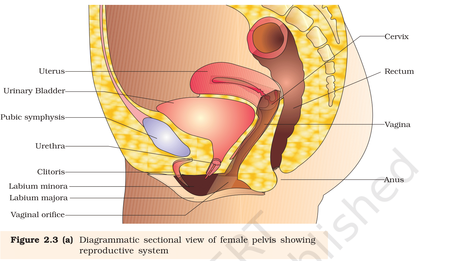 Fig.&nbsp;2.3(a) Diagrammatic sectional view of female pelvis showing the reproductive system. NCERT Class 12 Biology, Chapter 2.