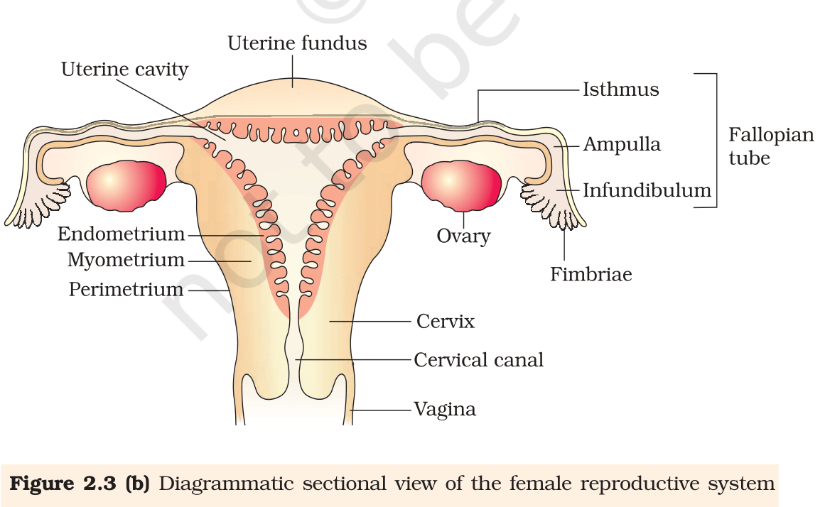 Fig.&nbsp;2.3(b) Diagrammatic sectional view of the female reproductive system. NCERT Class 12 Biology, Chapter 2.