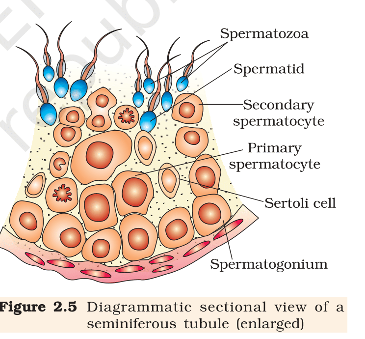 Fig.&nbsp;2.5 Diagrammatic sectional view of a seminiferous tubule (enlarged). NCERT Class 12 Biology, Chapter 2.