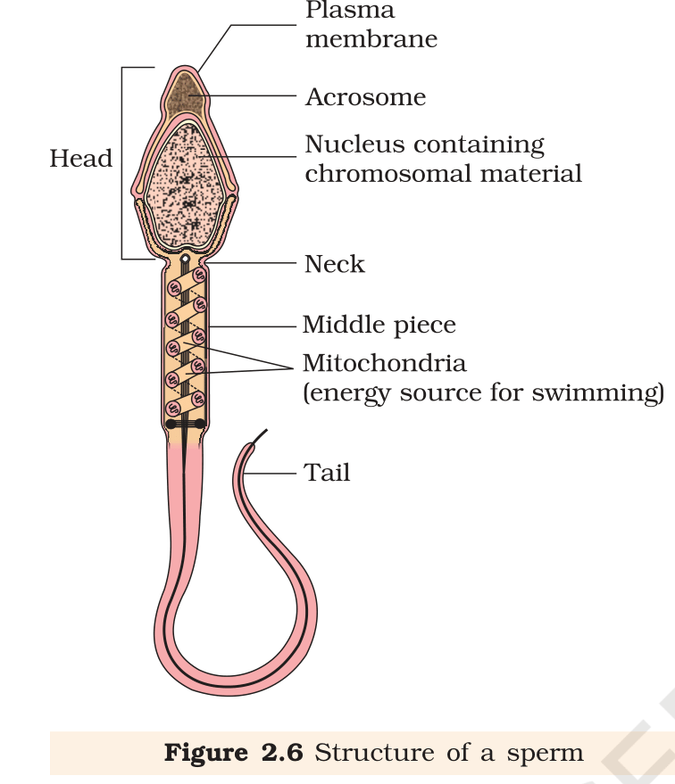 Fig.&nbsp;2.6 Structure of a sperm. NCERT Class 12 Biology, Chapter 2.