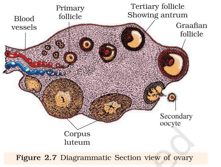 Fig.&nbsp;2.7 Diagrammatic sectional view of ovary. NCERT Class 12 Biology, Chapter 2.
