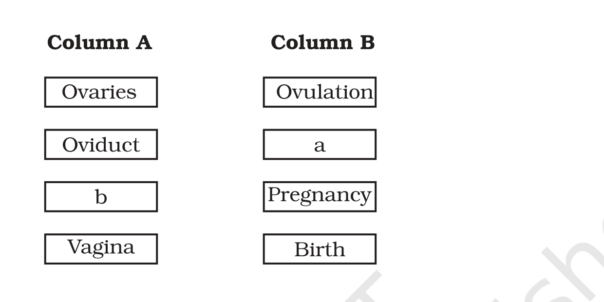 Source figure, NCERT Exemplar Class 12 Biology, Chapter 3 Human Reproduction (VSA Q5).