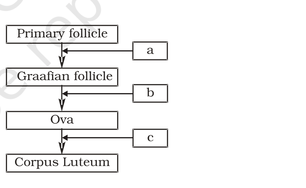 Source flow chart, NCERT Exemplar Class 12 Biology, Chapter 3 Human Reproduction (SA Q8).
