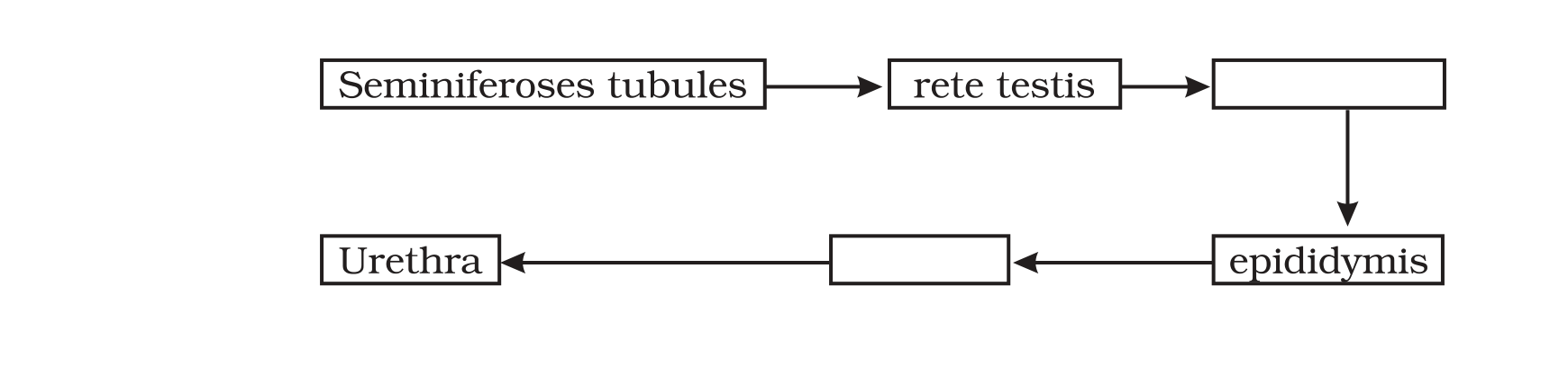 Source flow chart, NCERT Exemplar Class 12 Biology, Chapter 3 Human Reproduction (VSA Q2).